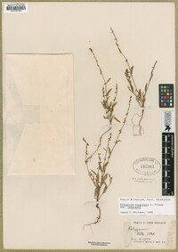 Polygonum douglasii image