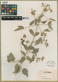 Clematis ligusticifolia image