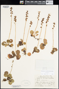 Pyrola minor image