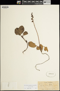 Pyrola picta image