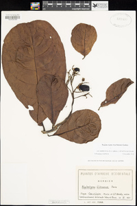 Image of Hoplestigma klaineanum