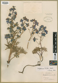 Delphinium bicolor image