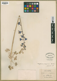 Delphinium scaposum image