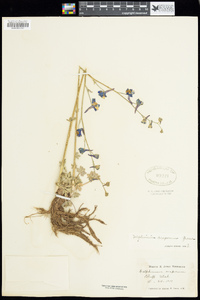 Delphinium scaposum image