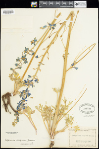 Delphinium scaposum image