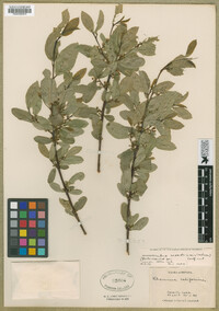 Frangula rubra image