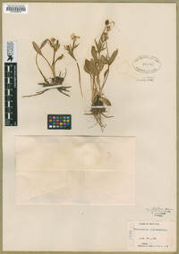 Ranunculus glaberrimus var. ellipticus image