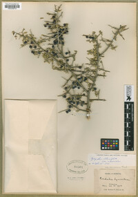 Ziziphus obtusifolia var. canescens image