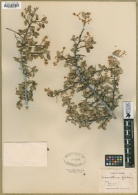 Image of Ceanothus lorenzenii