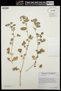 Medicago polymorpha image