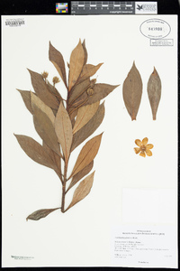 Image of Lysimachia glutinosa