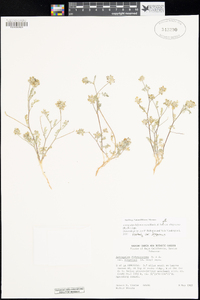 Astragalus didymocarpus var. obispensis image
