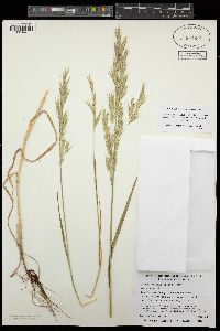 Bromus arizonicus image