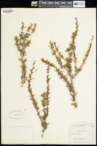 Cercocarpus ledifolius var. intricatus image