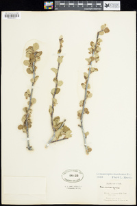 Cercocarpus betuloides image