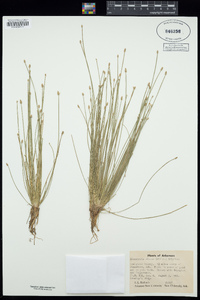 Eleocharis obtusa image