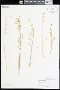Image of Lobelia heterophylla