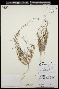 Boerhavia triquetra var. intermedia image