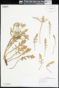 Image of Eryngium pinnatifidum