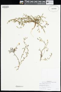 Image of Pluchea rubelliflora