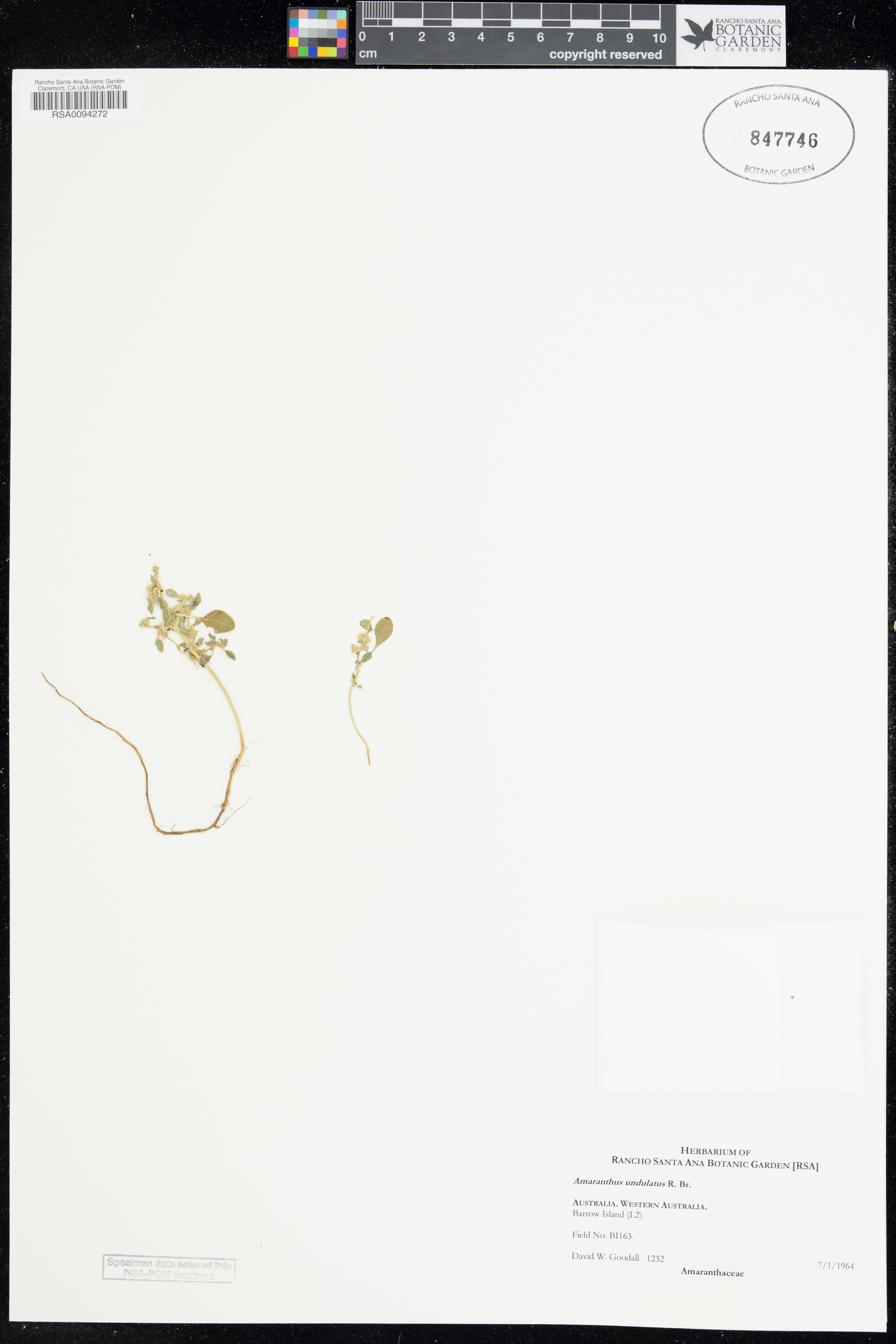 Amaranthus undulatus image