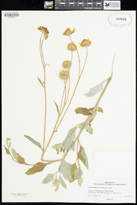 Encelia frutescens image