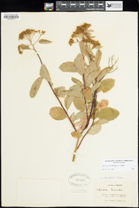 Spiraea lucida image