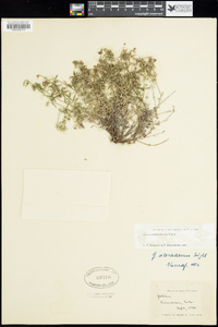 Galium coloradoense image