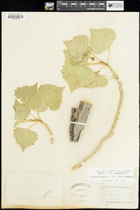 Populus fremontii image