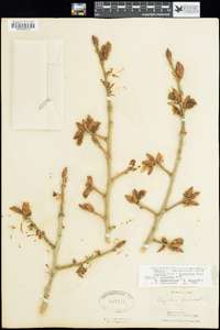Image of Populus × acuminata