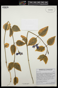 Vinca major image