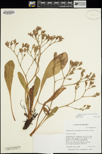 Limonium californicum image