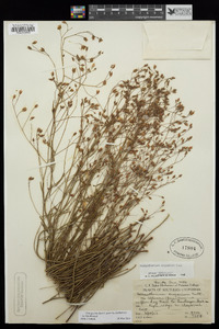 Crocanthemum aldersonii image