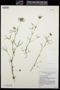 Trifolium willdenovii image