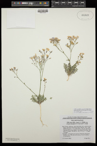 Gilia cana subsp. triceps image