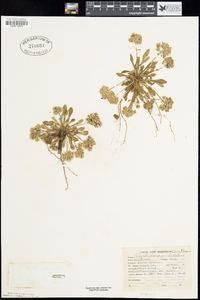 Calyptridium umbellatum image