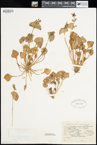 Claytonia perfoliata subsp. perfoliata image