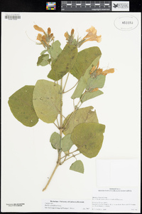 Image of Ruellia ciliatiflora