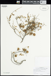 Androcalva luteiflora image