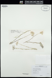 Antennaria rosea subsp. confinis image