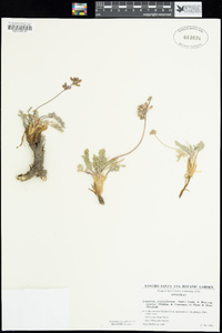 Lomatium foeniculaceum subsp. inyoense image