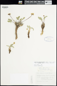 Lomatium foeniculaceum subsp. inyoense image