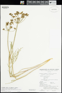 Lomatium nevadense image