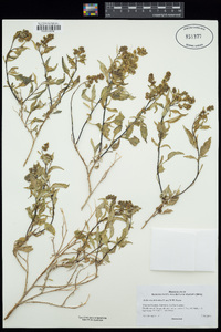 Ambrosia deltoidea image