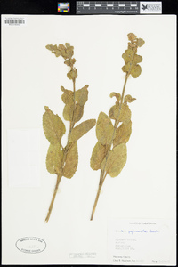 Stachys pycnantha image