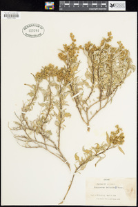 Ambrosia deltoidea image