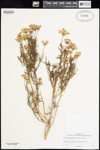 Ericameria linearifolia image