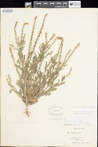 Verbena canescens image