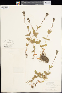 Veronica wormskjoldii subsp. nutans image