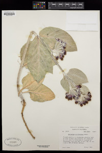 Asclepias californica image